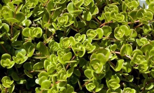 治鸡拉稀最快的土方法,治鸡拉稀有土方吗