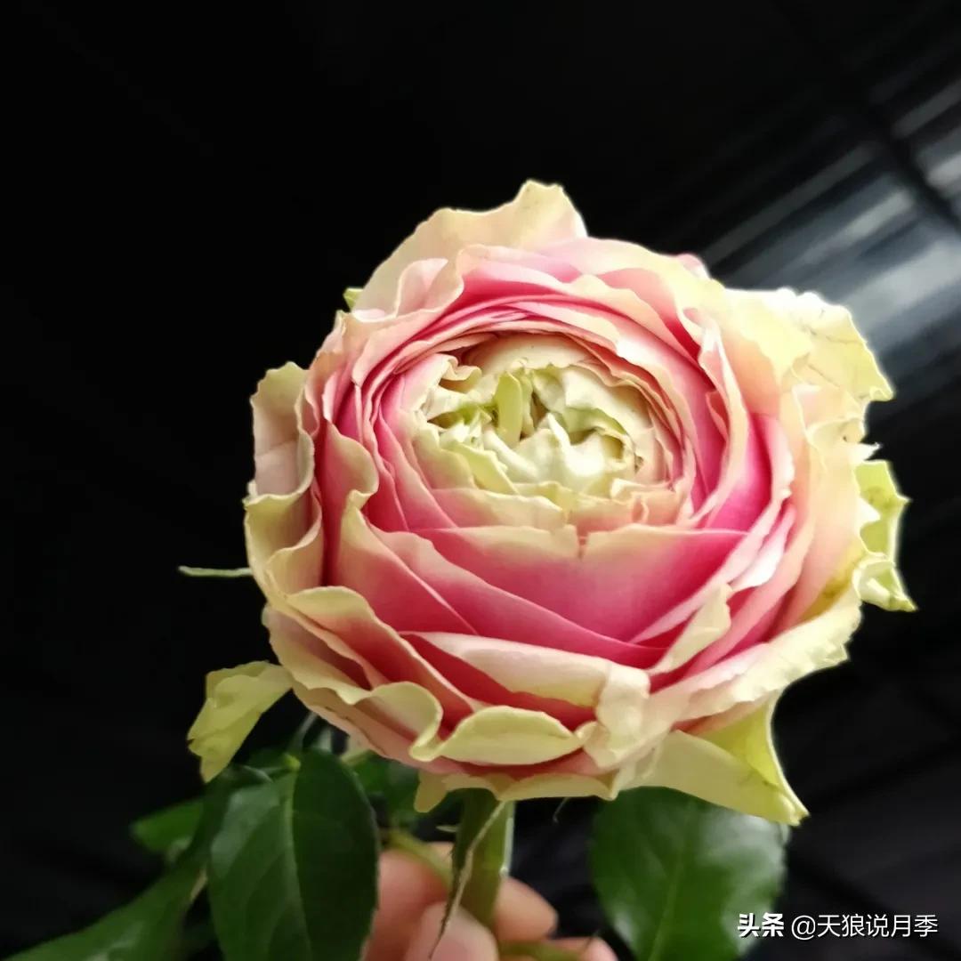 520你最想收到什么玫瑰,520这样的玫瑰你们喜欢吗