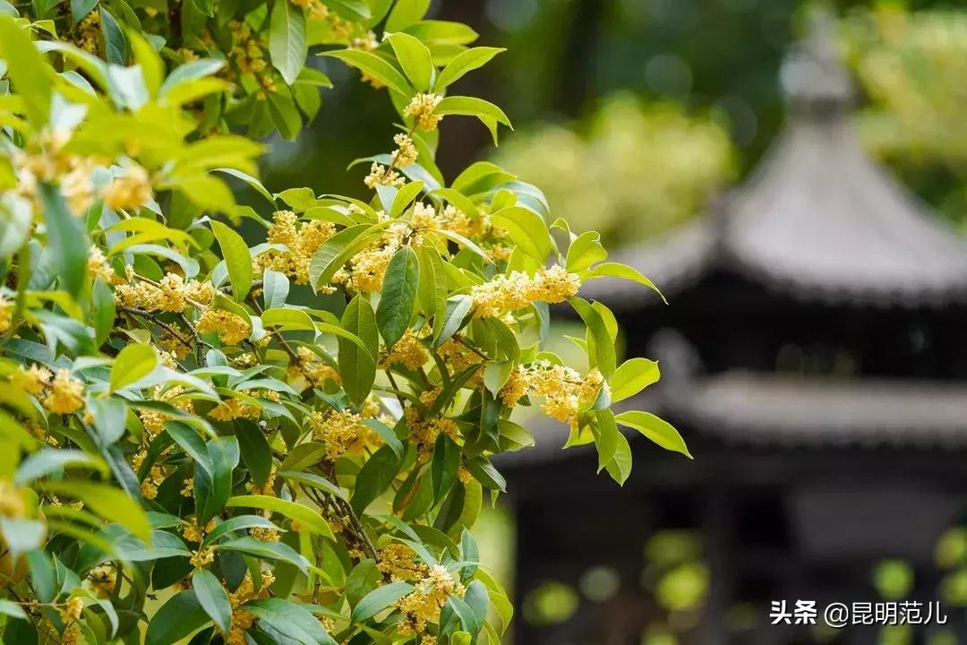桂花落雨满园香|来黑龙潭公园感受初秋的气息
