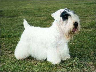 世界上所有的狗品种图片,世界最名贵的狗前十名及其简介