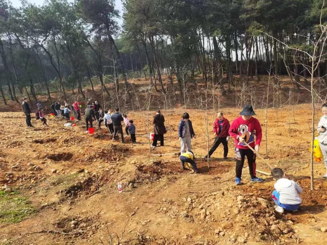 武汉植树高峰期,植树浪潮