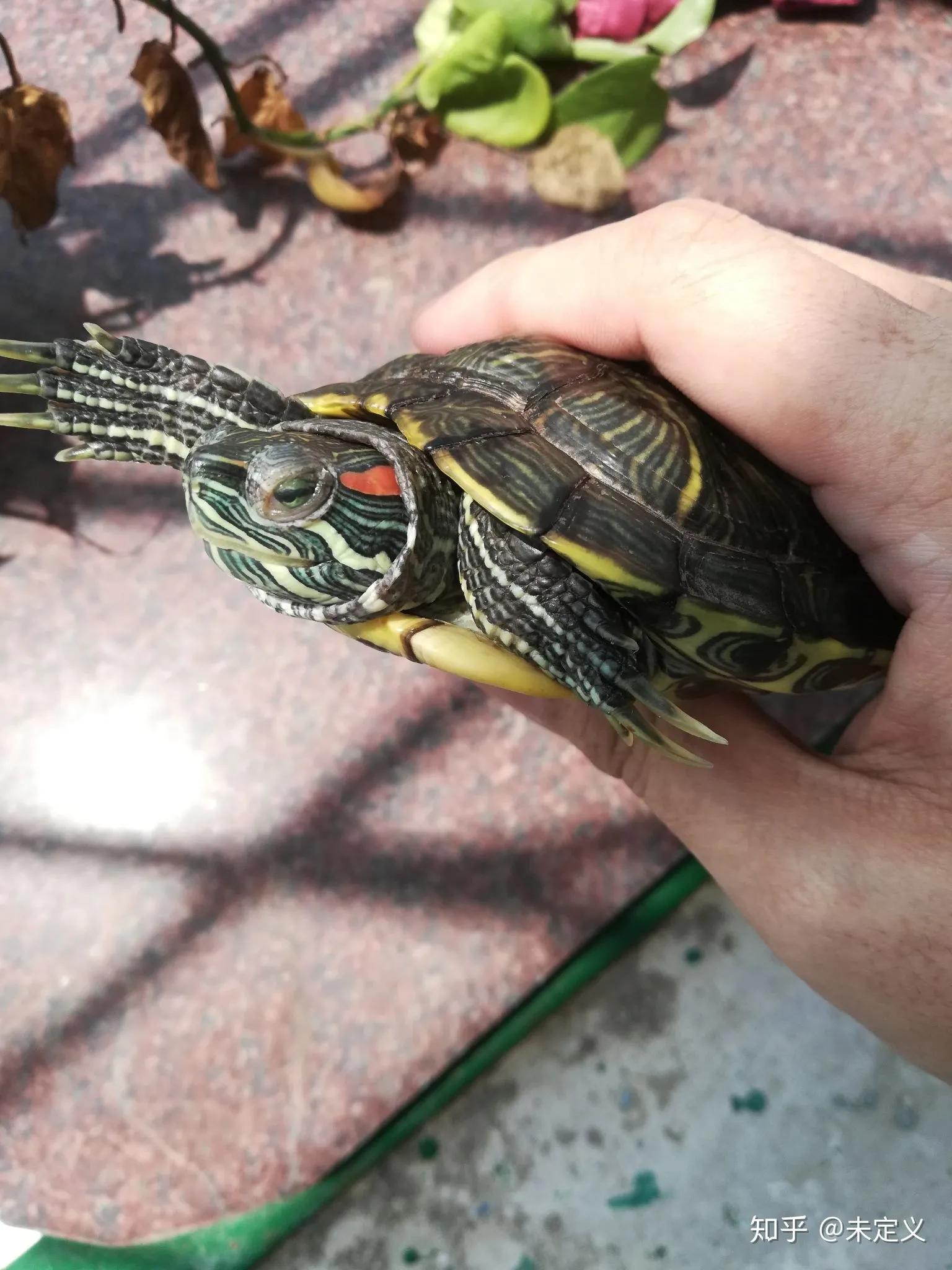 乌龟白眼病能不能用碘伏,乌龟白眼病用红霉素软膏