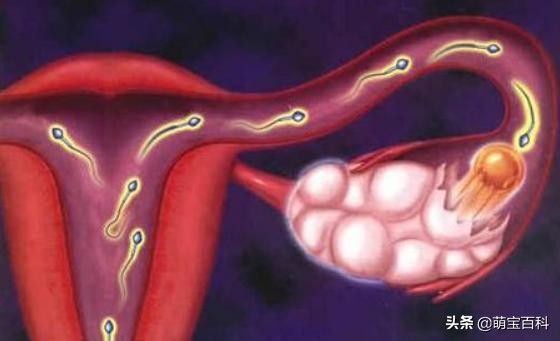 夫妻排卵的条件是什么,夫妻都正常排卵期没怀孕