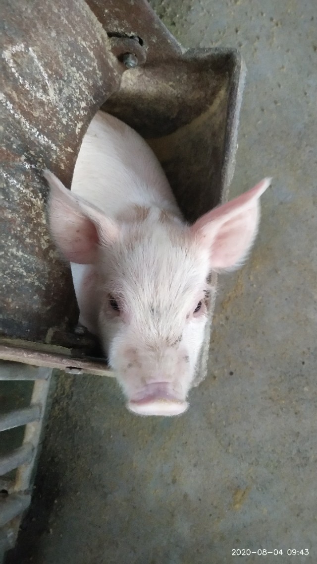 怀孕母猪有炎症怎么处理,母猪分娩舍消炎流程