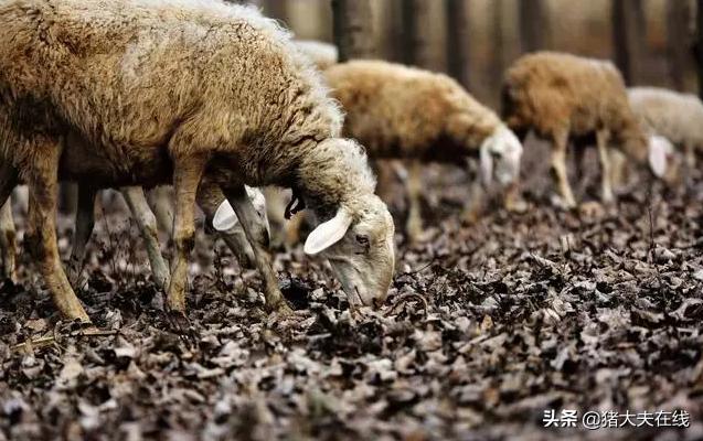 浅谈提高小尾寒羊繁殖率的6个技巧！