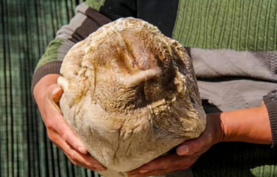 捡到太岁的真面目,捡到太岁的真实事件