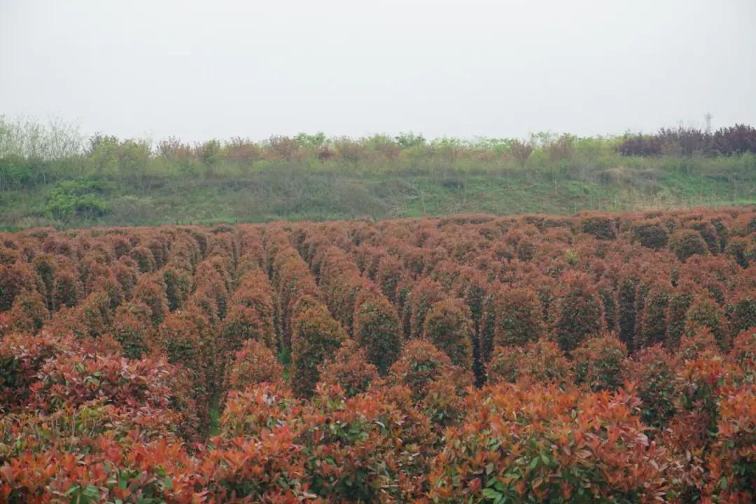 这名音乐老师种的红叶石楠,一棵卖了20000元