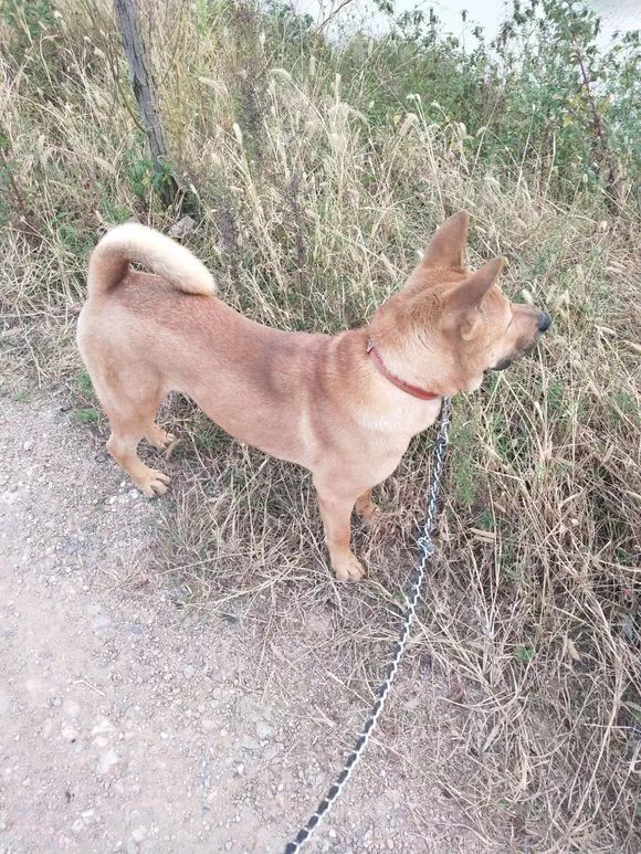 自从养了狗狗朋友都嫌弃了,自从养了狗后再也没吃过零食