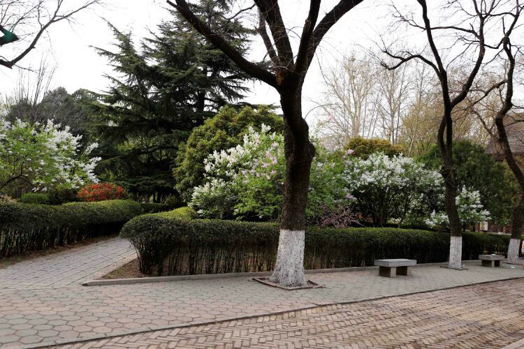 百年山东看青岛千年齐鲁逛青州,山东大学趵突泉景区