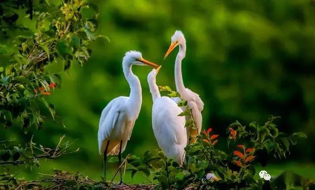 七绝夏日风光,七绝湖上白鹭翩翩飞