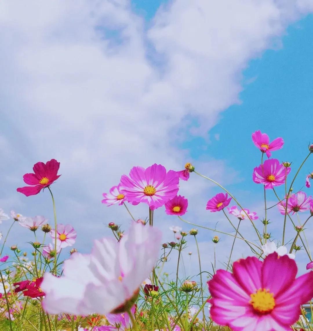 滇池边绝美花海,滇池南岸花海