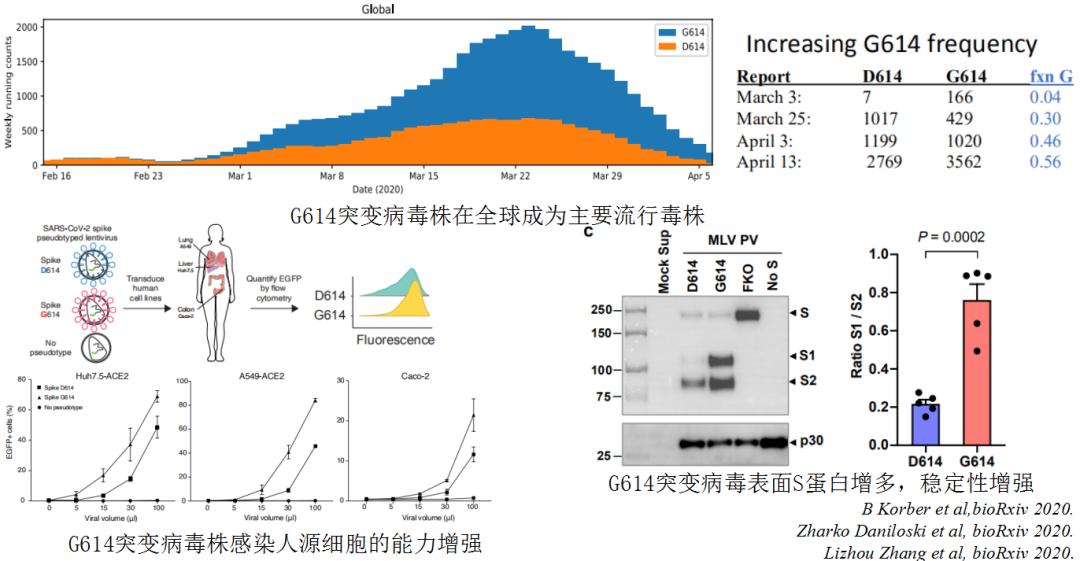 中医科学院任丽丽,任丽丽