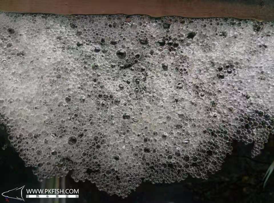 中国斗鱼繁殖直播教程视频,繁殖中国斗鱼要多大的鱼缸