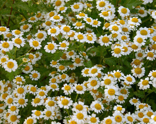 花艺插花常见花名有哪些,鲜花插花的技巧有哪些