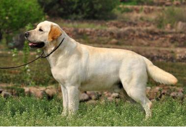 养狗狗需要注意哪些,养狗狗要小心