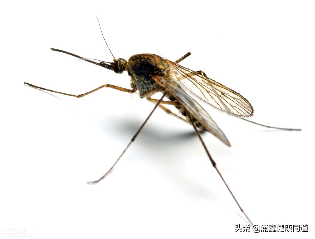 过敏起包像蚊子咬的如何止痒,孕妇被蚊子咬了怎么止痒消肿