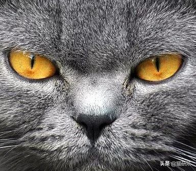 猫咪眼睛突然出分泌物还伴有干呕,猫咪眼睛分泌物突然增多怎么回事