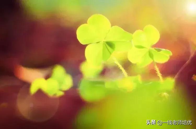 形容小花小草茂盛的好词好句,形容小草发芽的好句好段