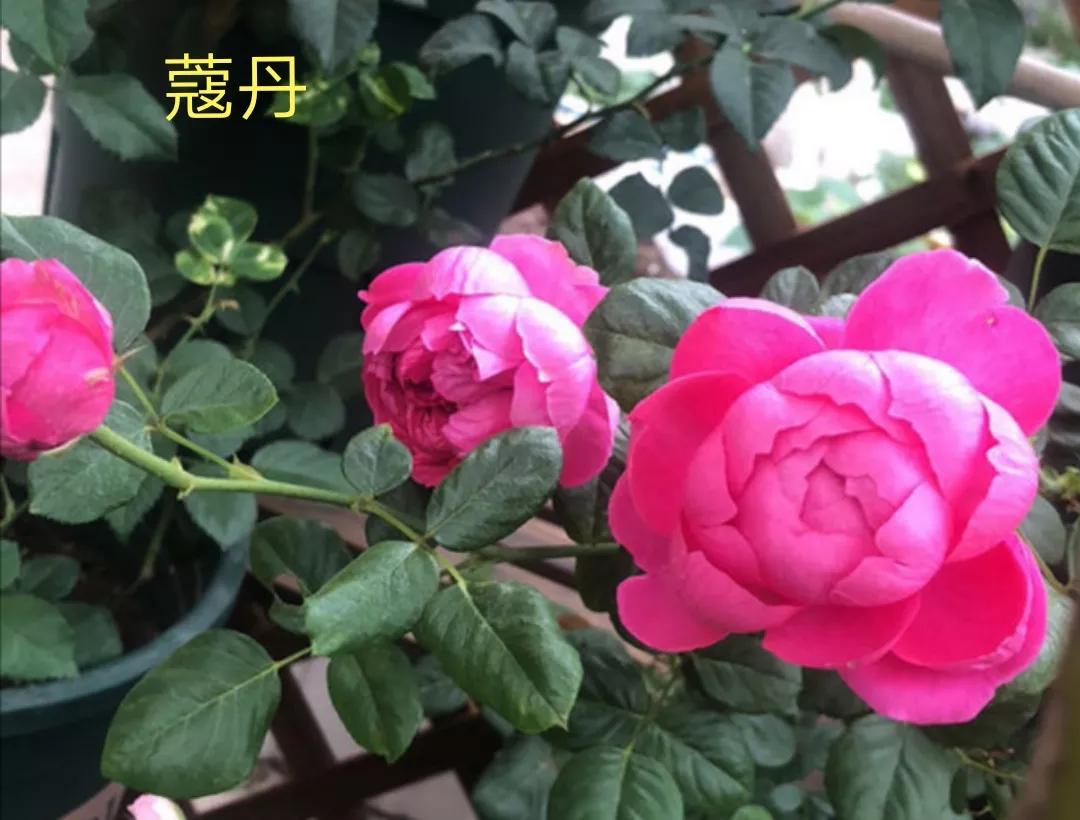 切花火焰月季的优缺点,常见切花月季一览