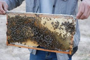 什么叫土蜂蜜和意蜂蜜,啥是土蜂蜜