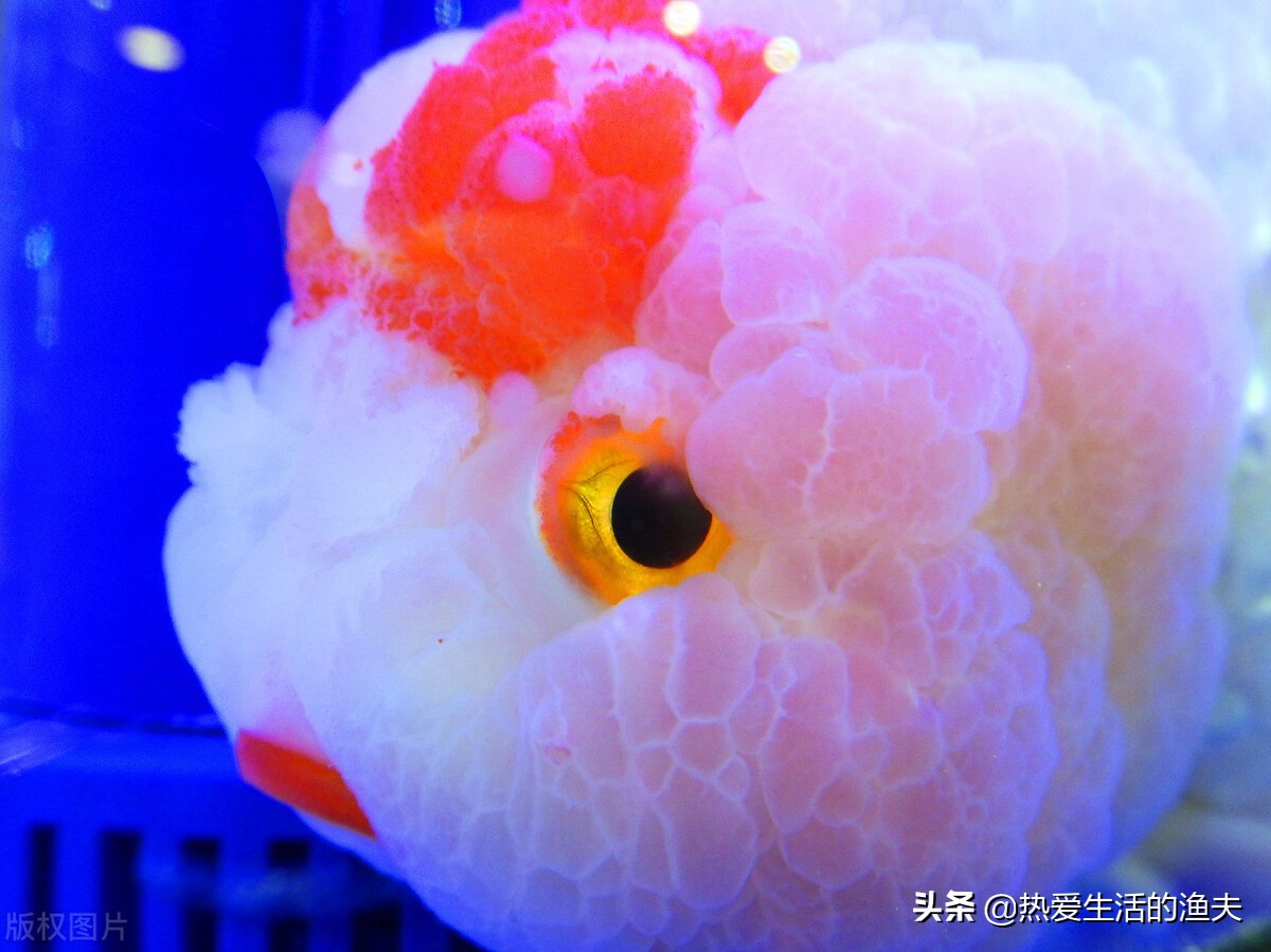 金鱼怎么喂食才合理几天喂一次,金鱼多久喂一次合适最好