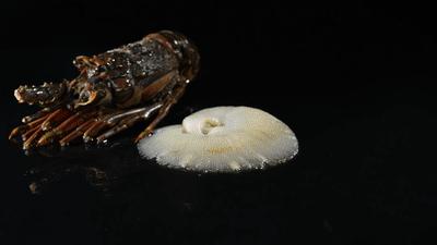 珠江新城吃鱼翅,珠江新城400元吃鱼翅