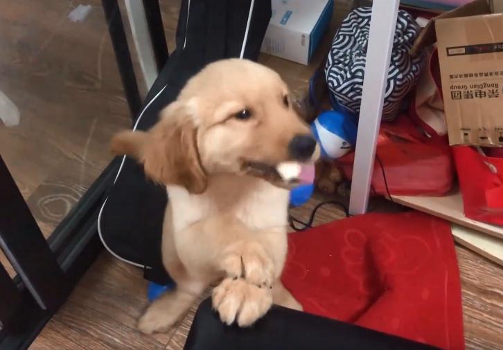 狗狗嚼了一下口香糖没有吞掉,小狗狗吃口香糖