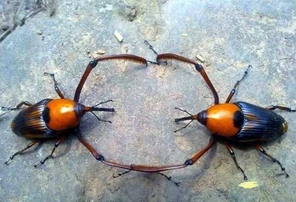 四川正宗笋虫的做法,野生笋虫图片