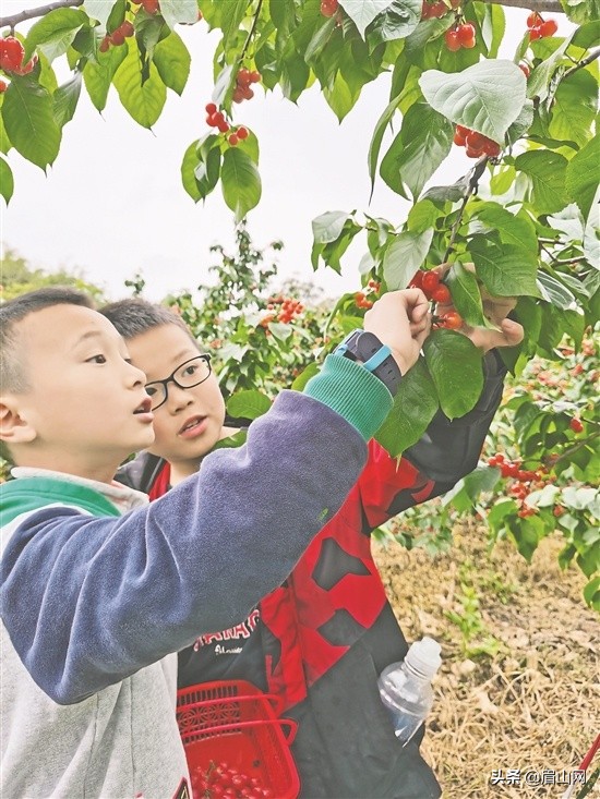 有什么好的乡村振兴方法,特色农业为乡村振兴注入新动能