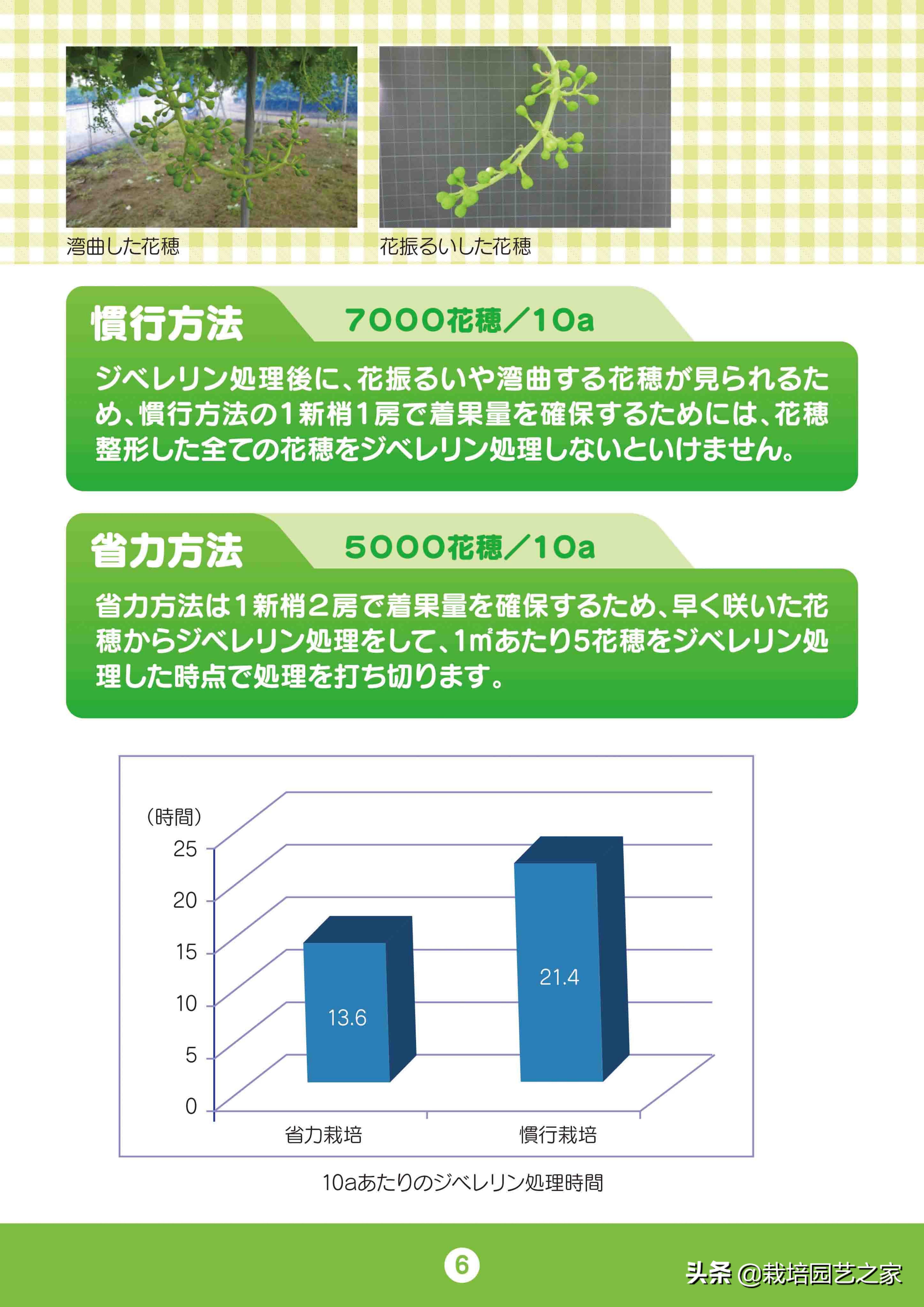 日本阳光玫瑰葡萄全教程,日本阳光玫瑰保果配方