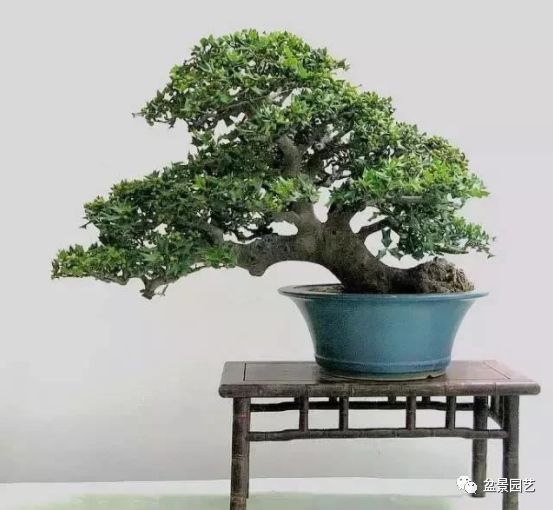 有哪些经典盆景树种,最值得收藏的六种盆景树种是哪些