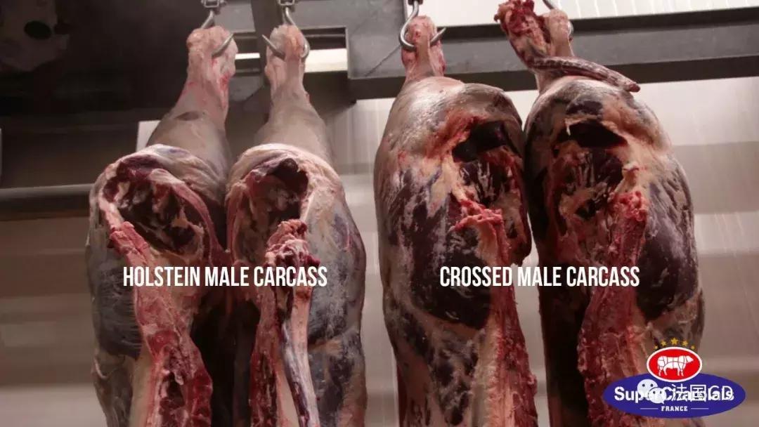 夏洛莱肉牛好还是西门塔尔好,外国大型肉牛夏洛莱居然这么大