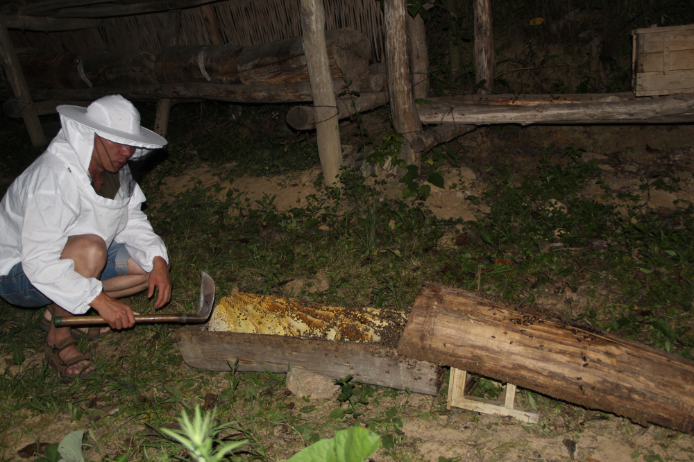 野蜂的口粮极为珍稀,一年等一次,再危险我们也要去“盗”一些!