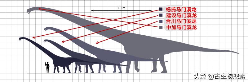 蜥脚类恐龙前十视频,蜥脚类恐龙排名
