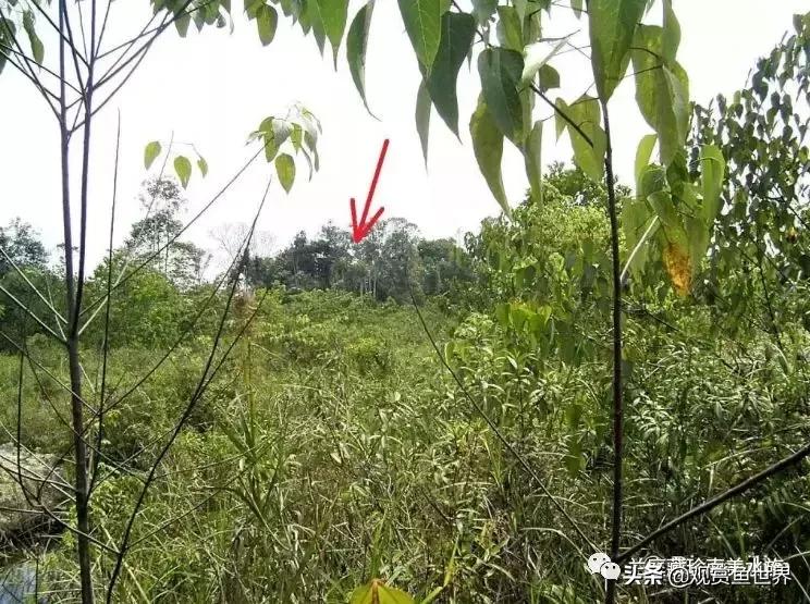 寻找黑暗世界的女神──帕斯风斗鱼