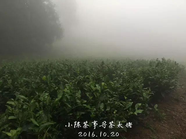 白茶红茶绿茶都是碱性的吗,白茶茶汤酸涩是什么原因