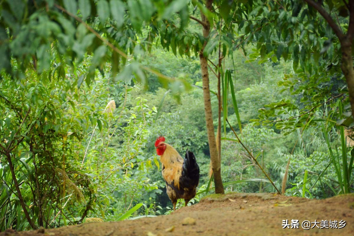 农民养两千余只土鸡变飞鸡,中国深山养殖5亿只鸡视频