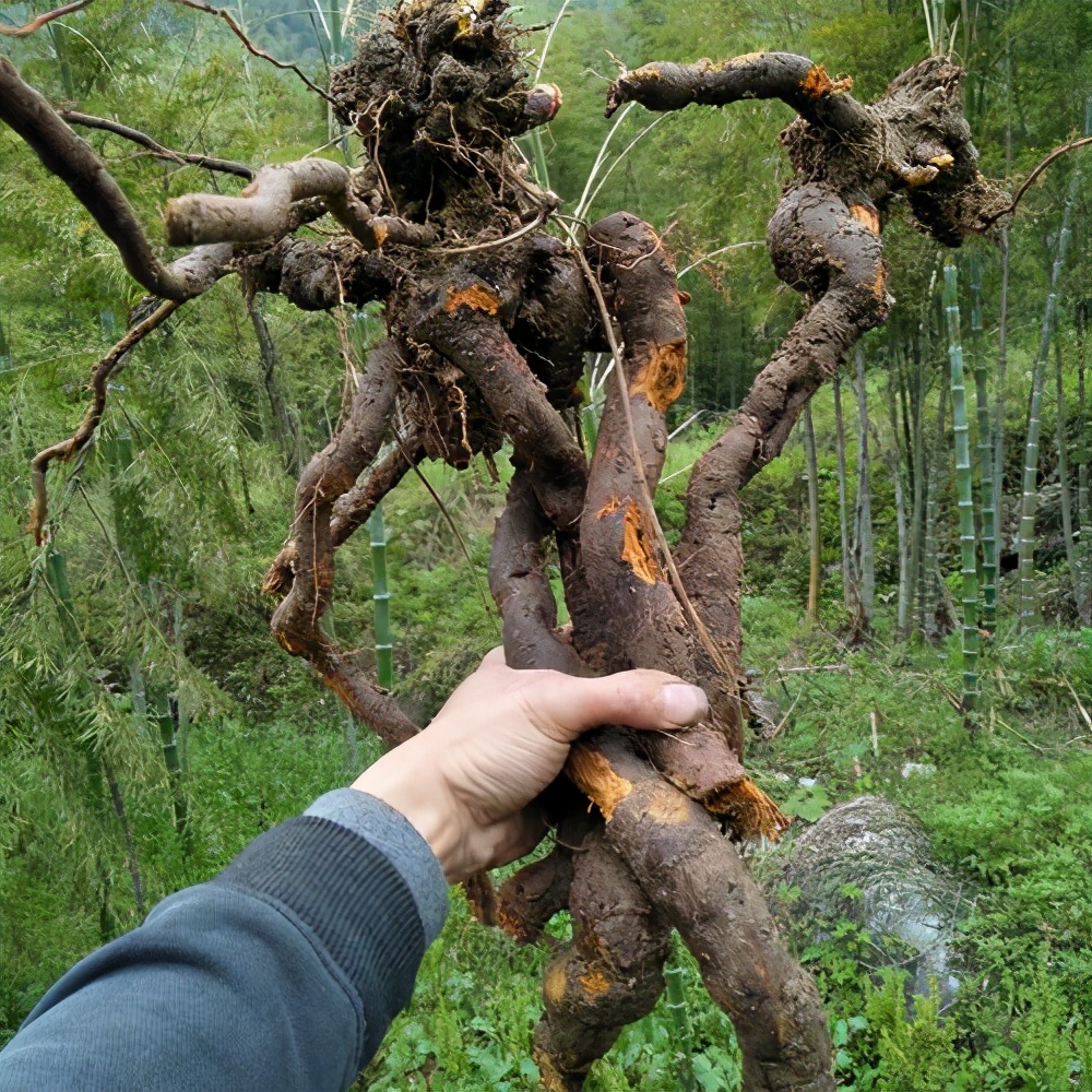 与竹笋相似的野菜,原生态野菜竹笋