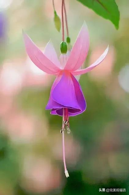 除夕快乐，第一个祝福送给你！愿你新的一年，美满幸福吉祥如意