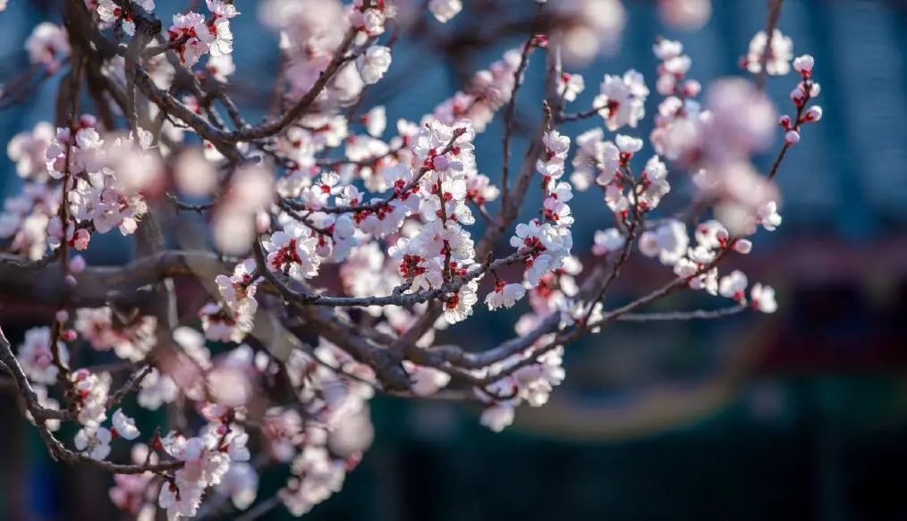 济南3月免费赏花攻略,花都开了济南周边赏花攻略收好