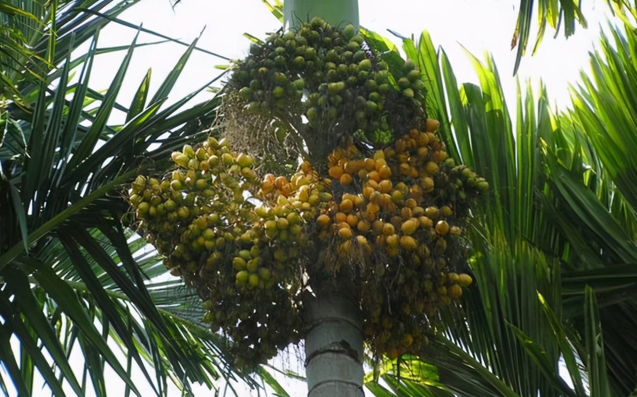 槟榔产业医疗负担远超经济效益,槟榔产业目前已近千亿产值