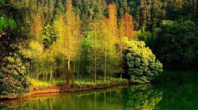 广东森林公园推荐,广东十大森林公园旅游景点