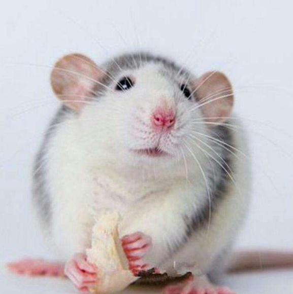 上大学宿舍适合养的小动物,适合独居女生养的小动物