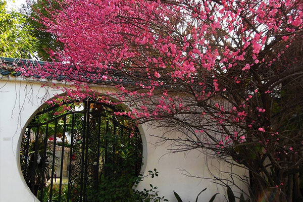 梅花有哪些病虫害,梅花病害及治疗方法