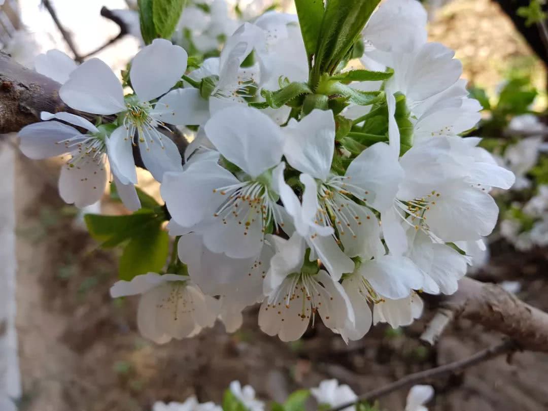 红粉风流，无逾此君：古人赏樱，到底是赏的樱花，还是樱桃花？