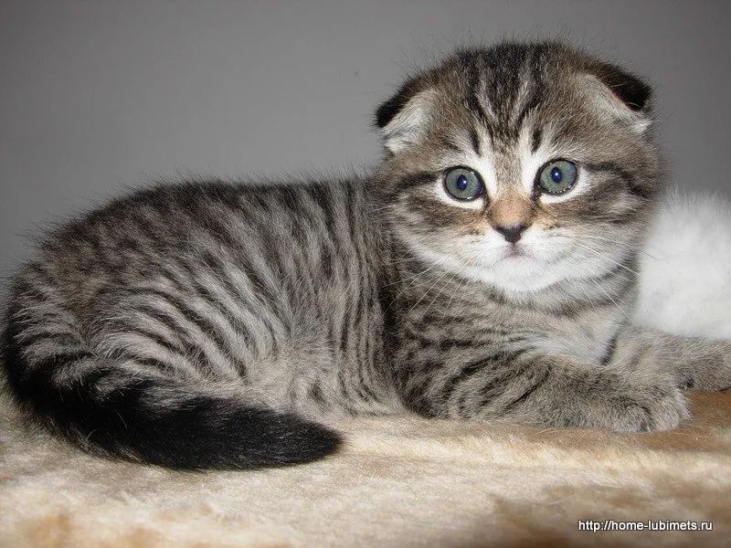 周扬青养的什么狗,周扬青呼吁不养折耳猫