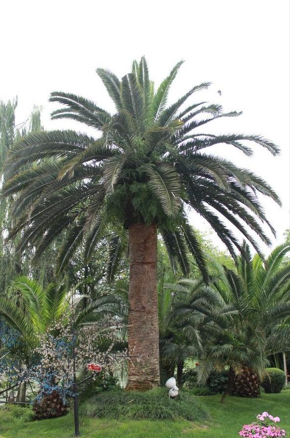 10种果子图片大全,100种果子介绍