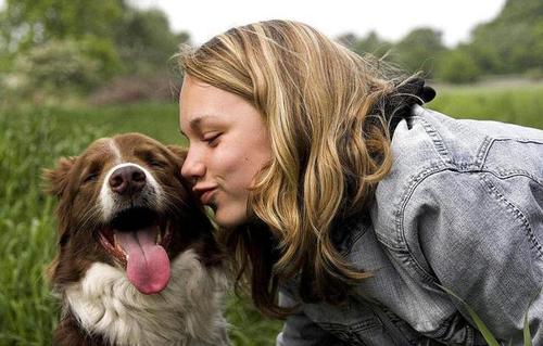 边牧不训练会不会成傻狗,边牧犬为什么不建议养成