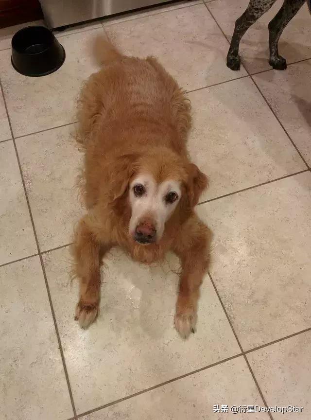 因为年纪大上不去床，金毛每天找一件主人衣服在地板上枕着入睡…