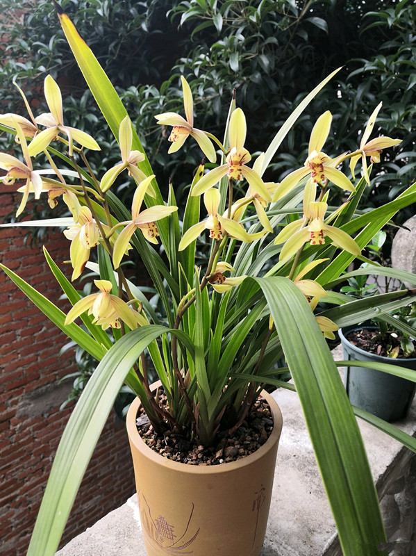 十月养什么盆栽最好,十月养这6种花建议穷养